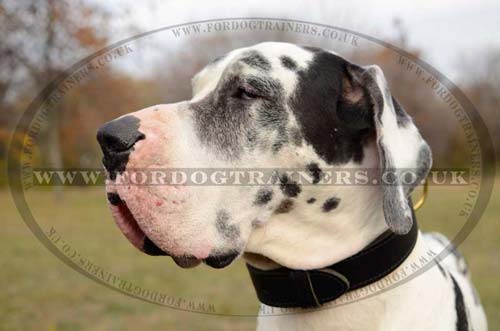 Wide Dog Collars for Great Dane