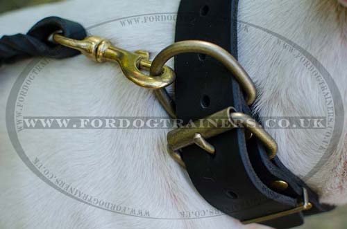 New Dog Collars for English Bull Terrier