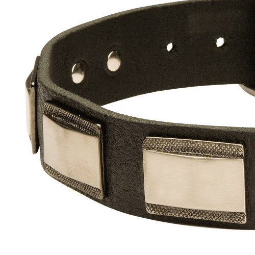 leather dog collars UK for dogs walking