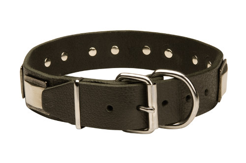 British Bull Terrier collar