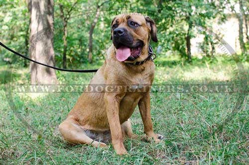 cane corso mastiff dog collar