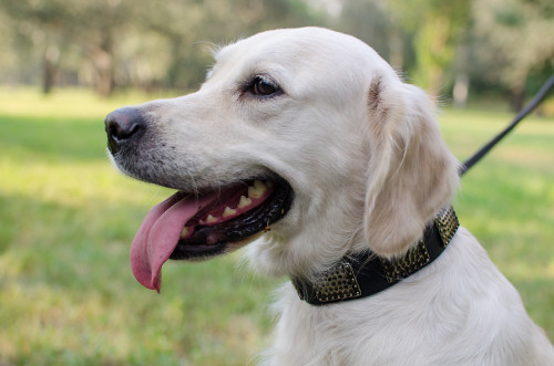 leather dog collar on Golden Retriever