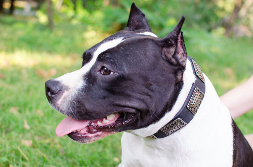 leather dog collar on amstaff