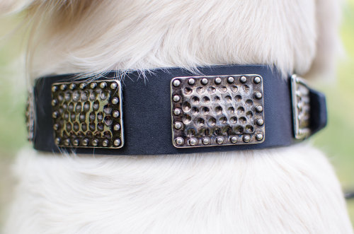 leather dog collar