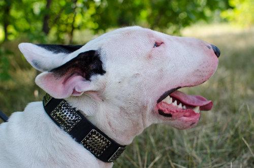 leather dog collar on bullterrier