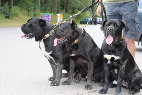 dog pack walking