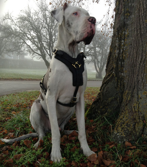 leather dog harness