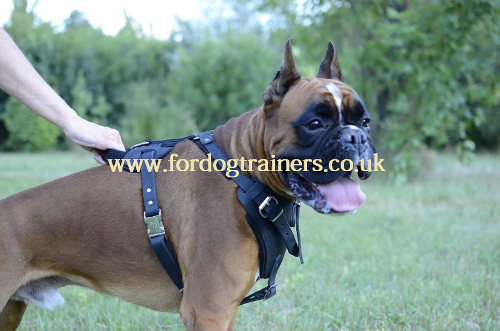 Leather dog harness