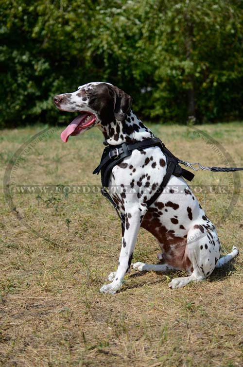 Padded dog harness for attack/agitation training