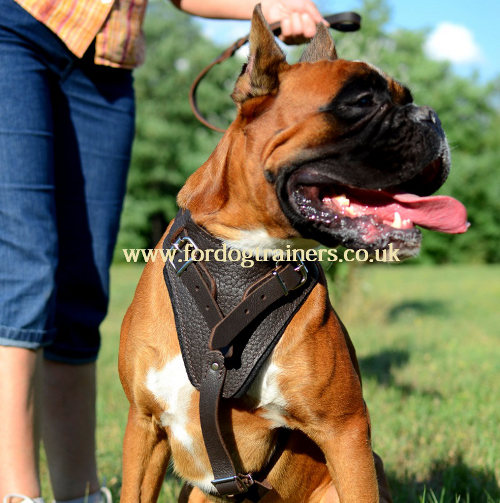 Leather dog harness for Boxer