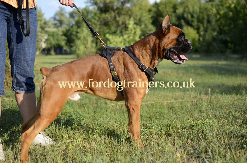 Boxer harness uk