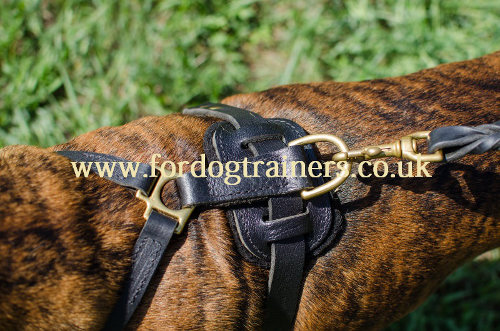 Boxer harness UK