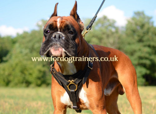 Boxer harness uk