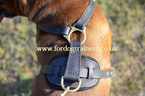 Boxer harness uk