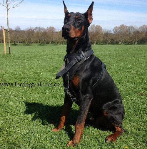 Leather dog harness