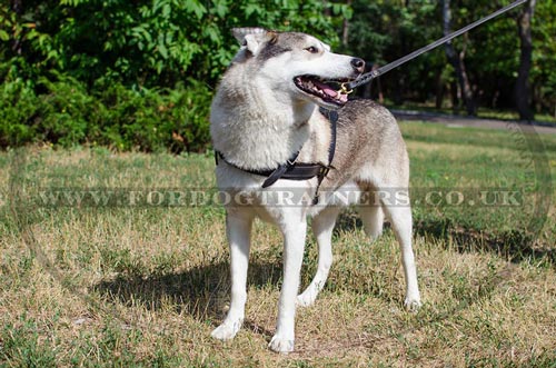 akita husky dog harness