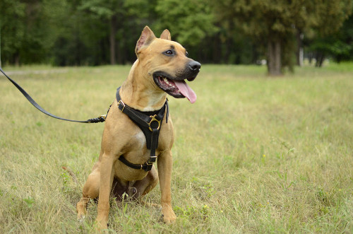 Leather dog harness