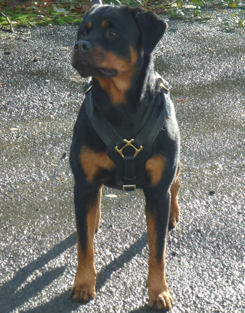 leather dog harness