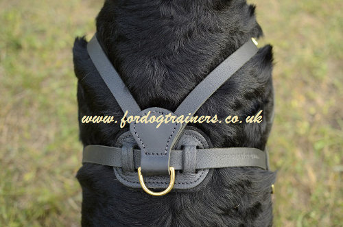 Weight pulling dog harness for Rottweiler