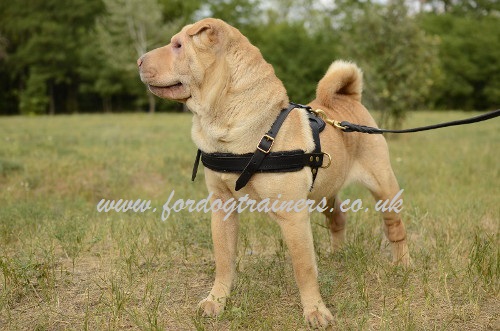 Shar Pei Harness UK
