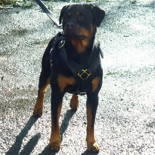 leather dog harness