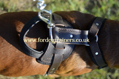 Leather dog harness for Boxer