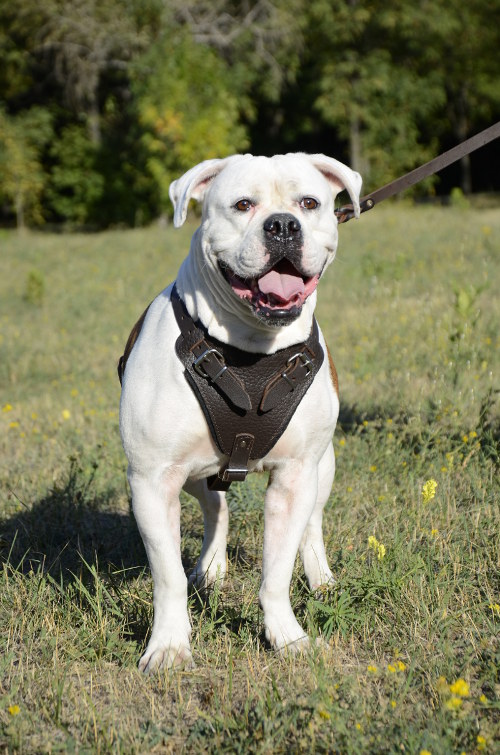 Leather dog harness