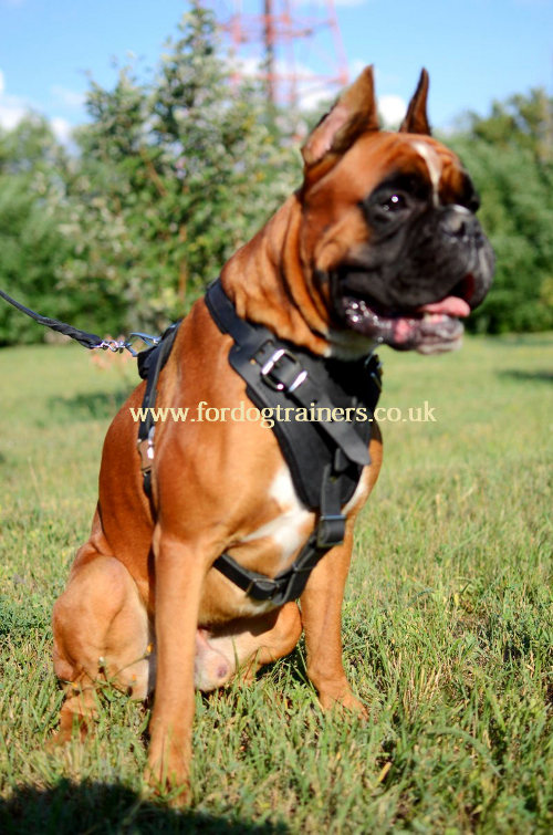 Leather dog harness for Boxer