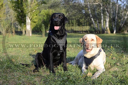 Labrador Harnesses UK