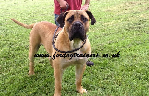 Round leather dog lead