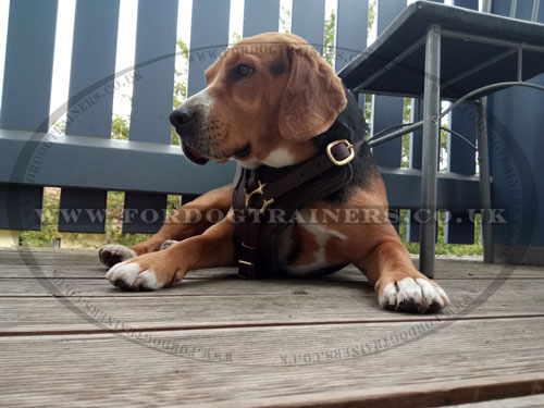 leather harness for dogs