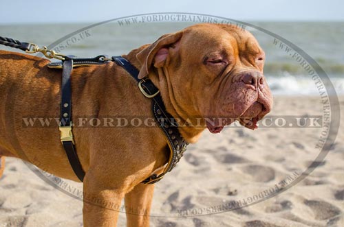Dogue De Bordeaux Harness for Mastiff Breeds