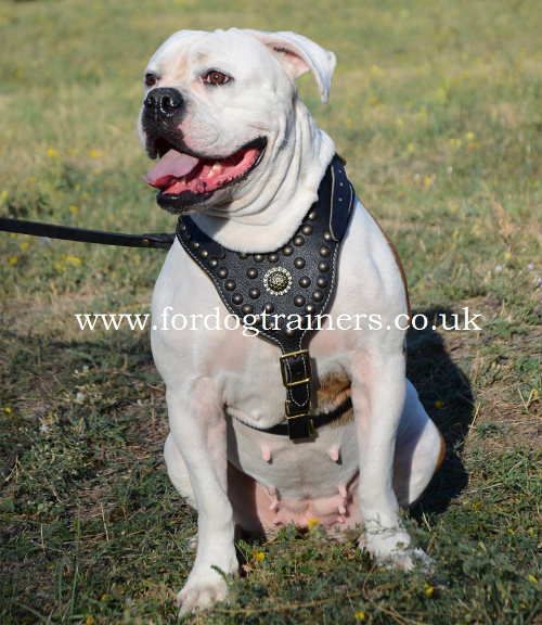 Studded dog harness for American Bulldog