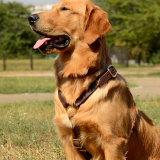 Luxury leather dog harness