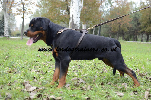 Luxury dog harness for Rottweiler