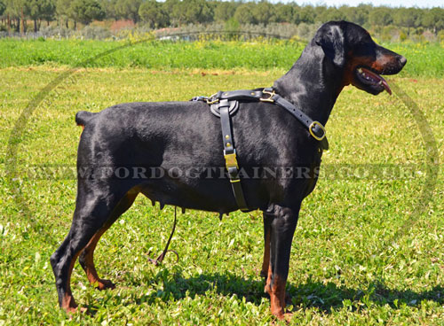 Doberman Harness UK for Sale