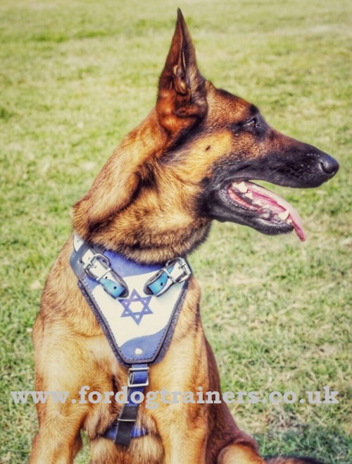 Belgian Malinois Dog Harness for Training