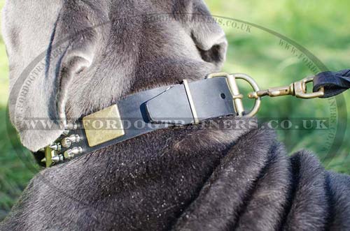 mastiff dog collar