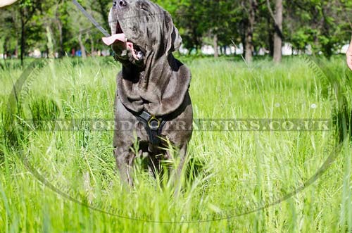 mastiff dog harness