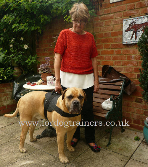 Best dog harness for mastiff