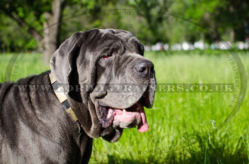 Strong Dog Collar on Neapolitan Mastiff