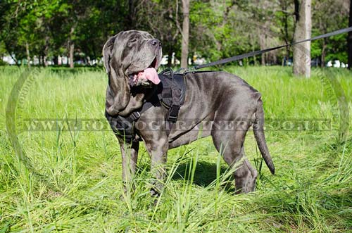 large dog harness with handle