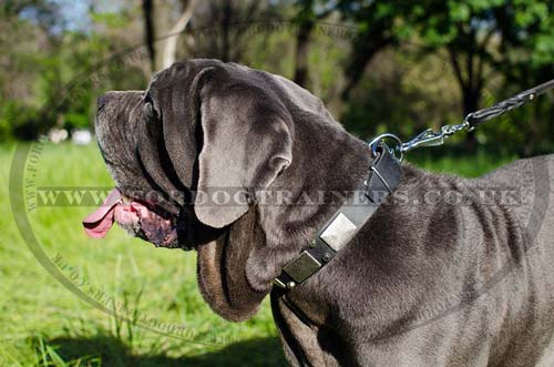 neapolitan mastiff dog