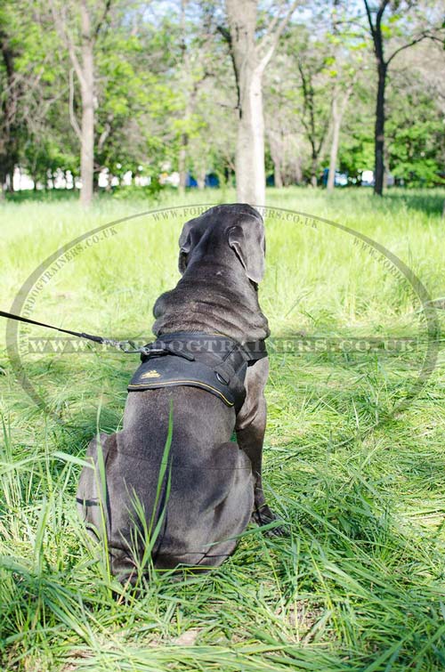 Neapolitan Mastiff dog harness