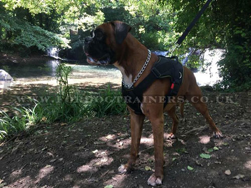 Boxer Dog Harness with Handle