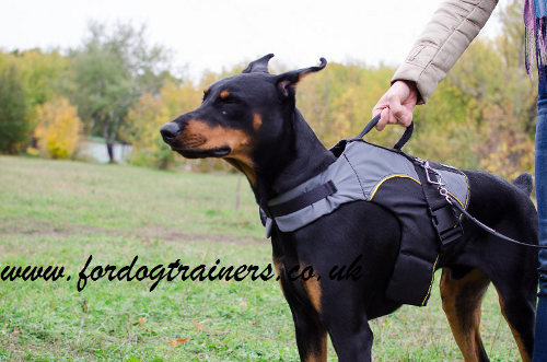 Doberman Dog Harness