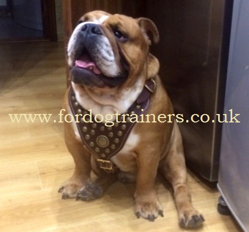 buy english bulldog harness uk