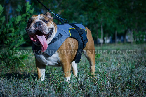 English Bulldog Coat for Winter