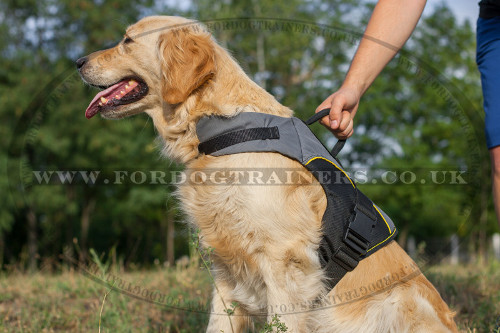 Golden Retriever Winter Jacket And Invalid Dog Carrier
