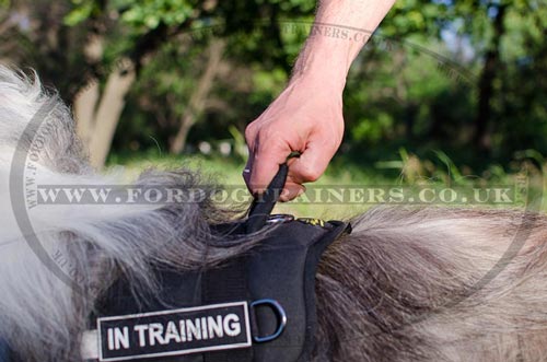 High Vis Dog Harness with Handle